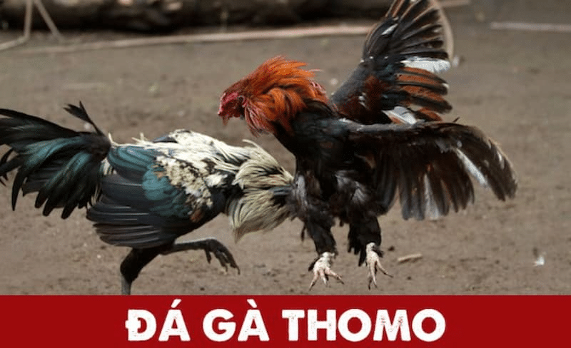 Bỏ túi những mẹo nhỏ để tham gia đá gà Thomo an toàn nhất