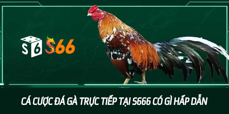 Cá cược đá gà trực tiếp tại S666 có gì hấp dẫn?