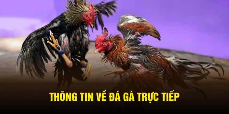 Đá Gà Trực Tiếp – Loại Hình Cá Cược Kê Thủ Không Thể Bỏ Qua