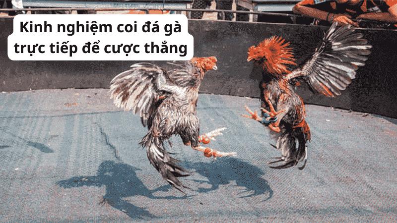 Đá gà trực tiếp có ưu điểm gì?